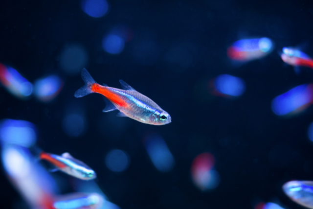 日光燈魚 日光燈魚介紹 紅綠燈魚 霓虹燈魚