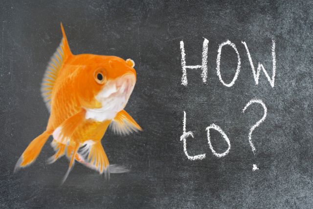 金魚  如何解決魚缸氧氣不足